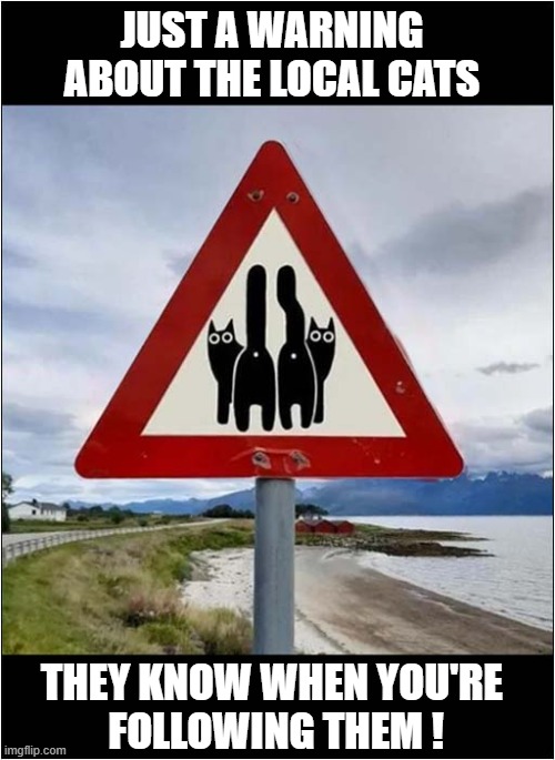 Now That Is An Odd Sign ! | JUST A WARNING ABOUT THE LOCAL CATS; THEY KNOW WHEN YOU'RE
 FOLLOWING THEM ! | image tagged in cats,warning sign,followers | made w/ Imgflip meme maker