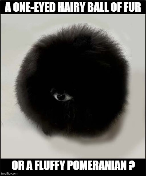 You Decide | A ONE-EYED HAIRY BALL OF FUR; OR A FLUFFY POMERANIAN ? | image tagged in dogs,one eyed,ball,pomeranian | made w/ Imgflip meme maker