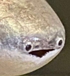High Quality fish Blank Meme Template