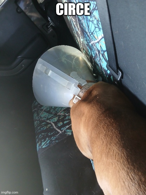 Circe my baby | CIRCE | image tagged in puppy | made w/ Imgflip meme maker