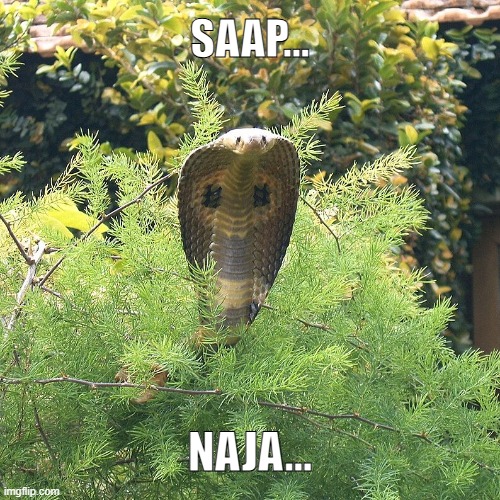 snek joke...srry... | SAAP... NAJA... | image tagged in dank,snake,cobra,indian,bad pun,animals | made w/ Imgflip meme maker