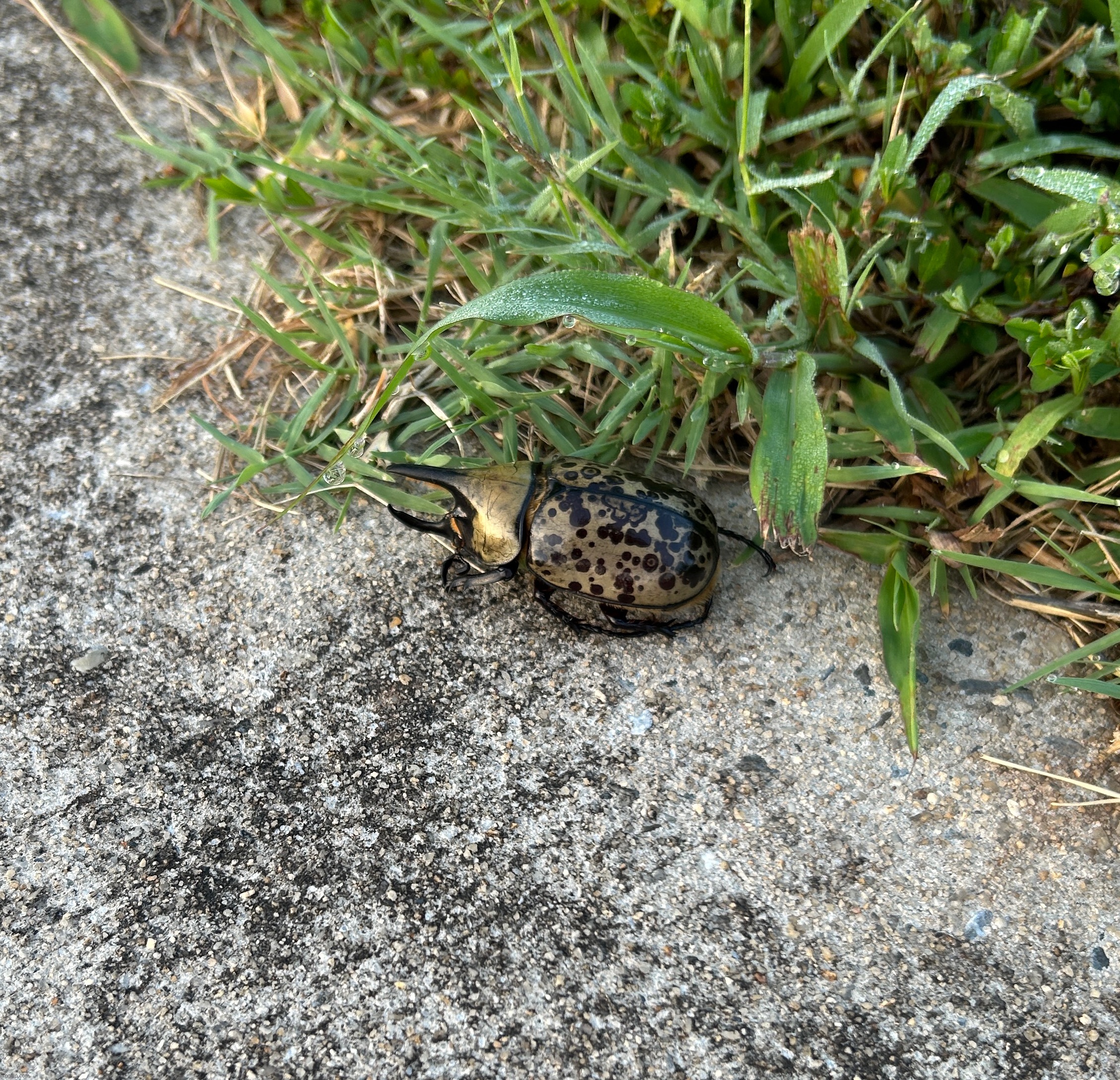 Eastern Hercules Beetle | made w/ Imgflip meme maker