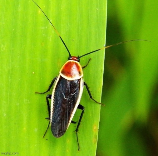 Pale-bordered field cockroach | made w/ Imgflip meme maker