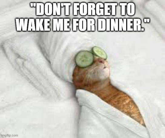 Don't forget to wake me for dinner, says the cat.   - funny - | "DON'T FORGET TO WAKE ME FOR DINNER." | image tagged in cats,funny,kittens,humor,dinner,sleeping | made w/ Imgflip meme maker