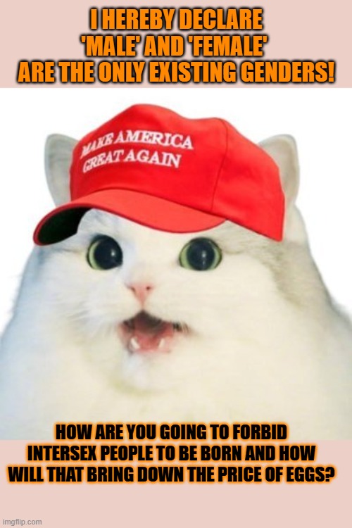 This #lolcat wonders how forbidding people to be brings down the price of eggs | I HEREBY DECLARE
'MALE' AND 'FEMALE' 
ARE THE ONLY EXISTING GENDERS! HOW ARE YOU GOING TO FORBID INTERSEX PEOPLE TO BE BORN AND HOW WILL THAT BRING DOWN THE PRICE OF EGGS? | image tagged in transphobic,lgbtq,lolcat | made w/ Imgflip meme maker