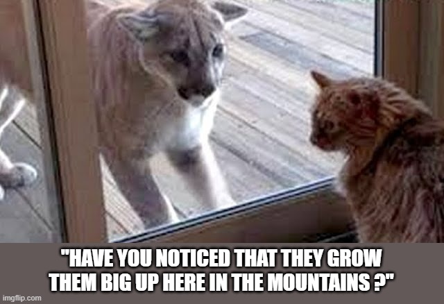 Cat says "Have you noticed that grow them big up here in the mountains." | "HAVE YOU NOTICED THAT THEY GROW THEM BIG UP HERE IN THE MOUNTAINS ?" | image tagged in cat,funny,kittens,humor,lion,cougar | made w/ Imgflip meme maker