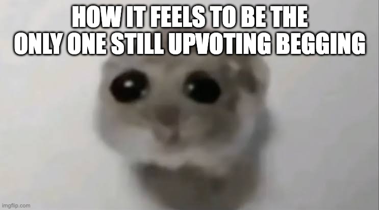 wwda | HOW IT FEELS TO BE THE ONLY ONE STILL UPVOTING BEGGING | image tagged in sad hamster | made w/ Imgflip meme maker