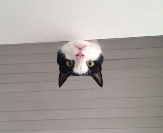 Chrisjoines1 Blank Meme Template