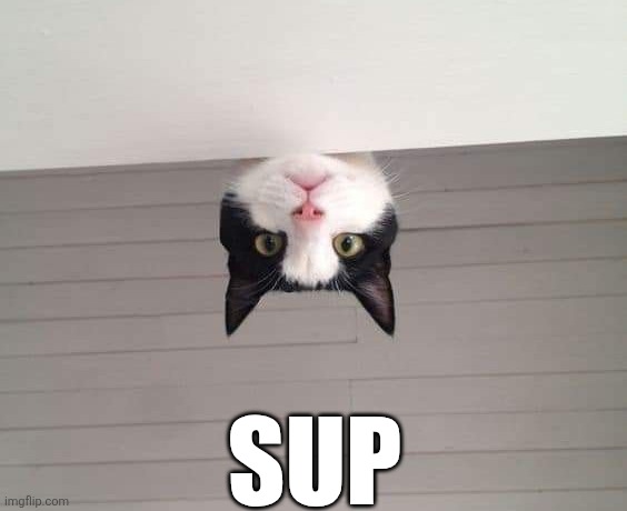Sup | SUP | image tagged in chrisjoines1 | made w/ Imgflip meme maker
