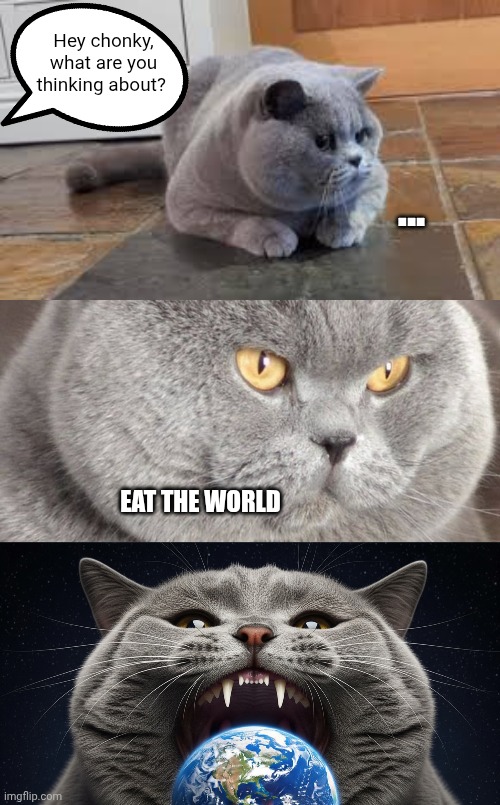 Wouldn't surprise me if he pulls it off too... | Hey chonky, what are you thinking about? ... EAT THE WORLD | image tagged in chonk,eat the world,cat,cats,grey cat | made w/ Imgflip meme maker