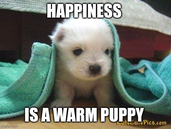 Puppy | HAPPINESS; IS A WARM PUPPY | image tagged in cute puppy,funny memes | made w/ Imgflip meme maker