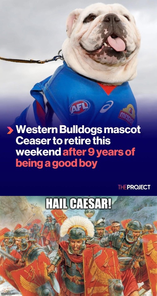 Retired legend | image tagged in hail caesar,mascot,good boy,dog,retirement | made w/ Imgflip meme maker