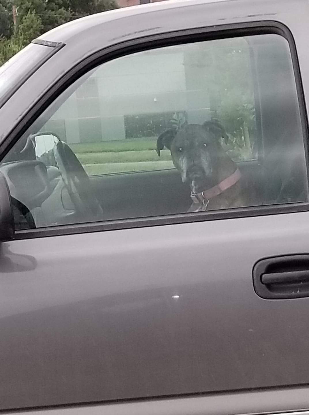 Dog Blank Meme Template