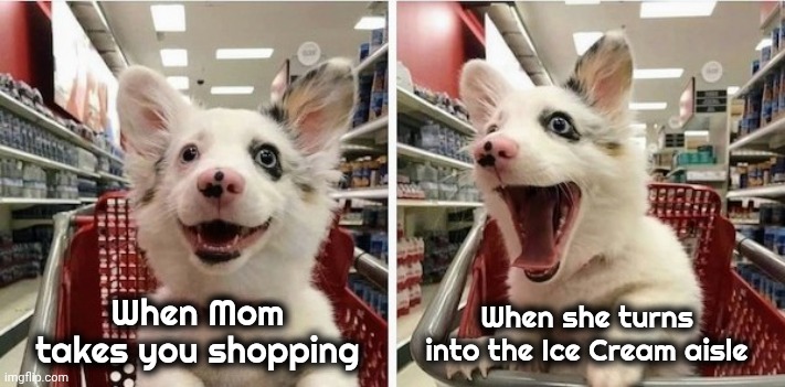 Vanilla Fudge ! | When she turns into the Ice Cream aisle; When Mom takes you shopping | image tagged in happy puppy,shopping,right place,right time,ice cream | made w/ Imgflip meme maker