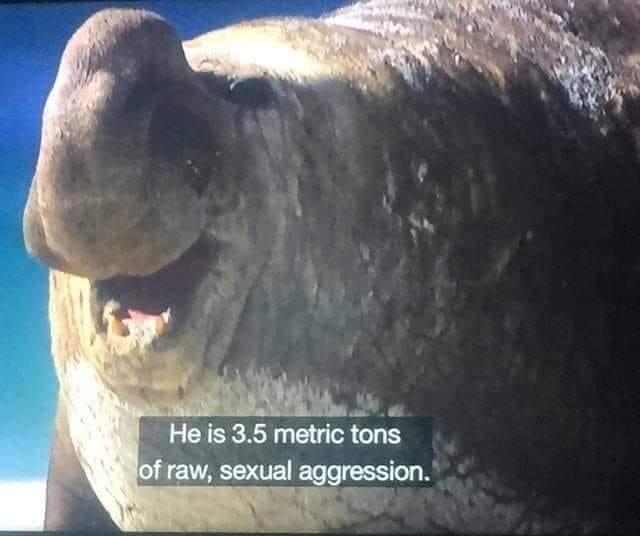 He is 3.5 metric tons of raw, sexual aggression Blank Meme Template