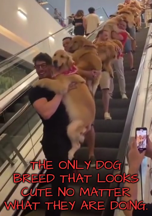 THE ONLY DOG BREED THAT LOOKS CUTE NO MATTER WHAT THEY ARE DOING. | made w/ Imgflip meme maker