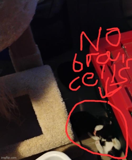 Cat(s) jumpscare 6 | made w/ Imgflip meme maker