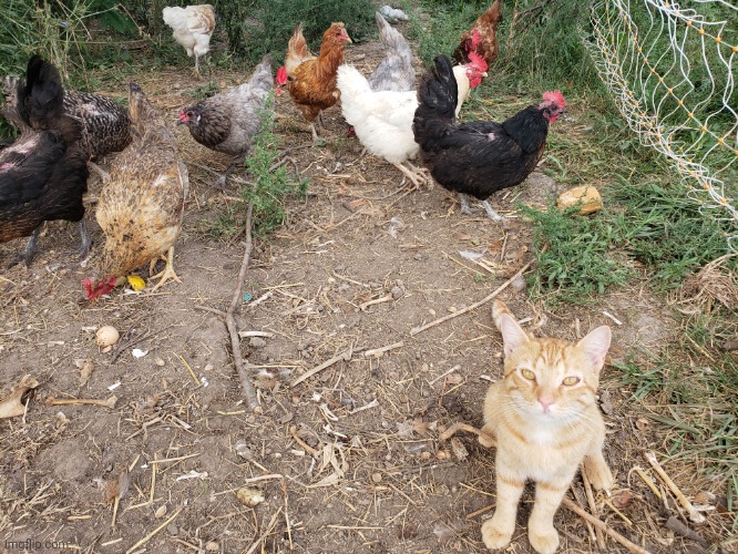 Bro thought he was a chicken | image tagged in you are not a clown you are the entire circus,funny cats,look at all those chickens | made w/ Imgflip meme maker
