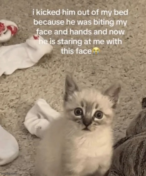 Manipulation Kitten | image tagged in funny cats,cats,kittens,cute kittens,manipulation,stop it | made w/ Imgflip meme maker