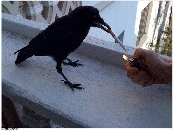 Smoking Crow | image tagged in smoking crow | made w/ Imgflip meme maker