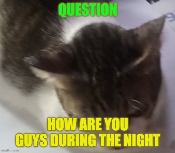 Ming mong | QUESTION; HOW ARE YOU GUYS DURING THE NIGHT | image tagged in ming mong | made w/ Imgflip meme maker