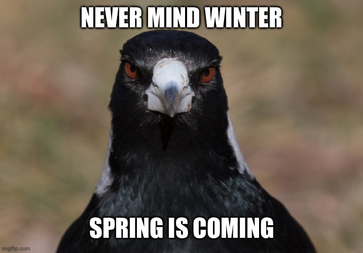 Spring is Coming Magpie | NEVER MIND WINTER; SPRING IS COMING | image tagged in aussie magpie in spring | made w/ Imgflip meme maker