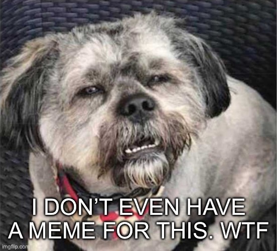 confused dog | I DON’T EVEN HAVE A MEME FOR THIS. WTF | image tagged in confused dog | made w/ Imgflip meme maker