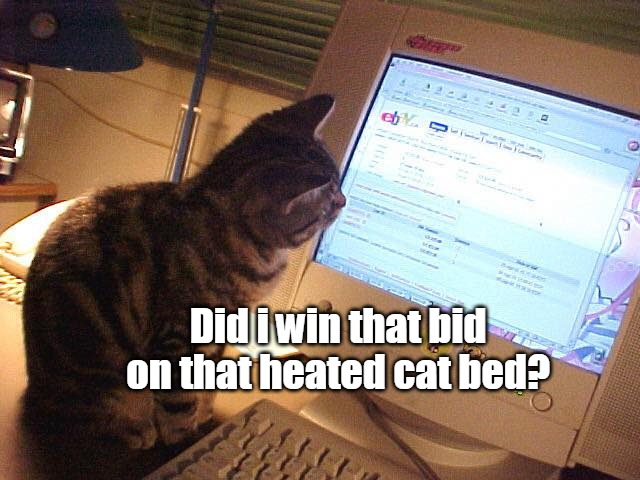 Did i win that bid on that heated cat bed? | image tagged in meme,memes,cat,cats | made w/ Imgflip meme maker