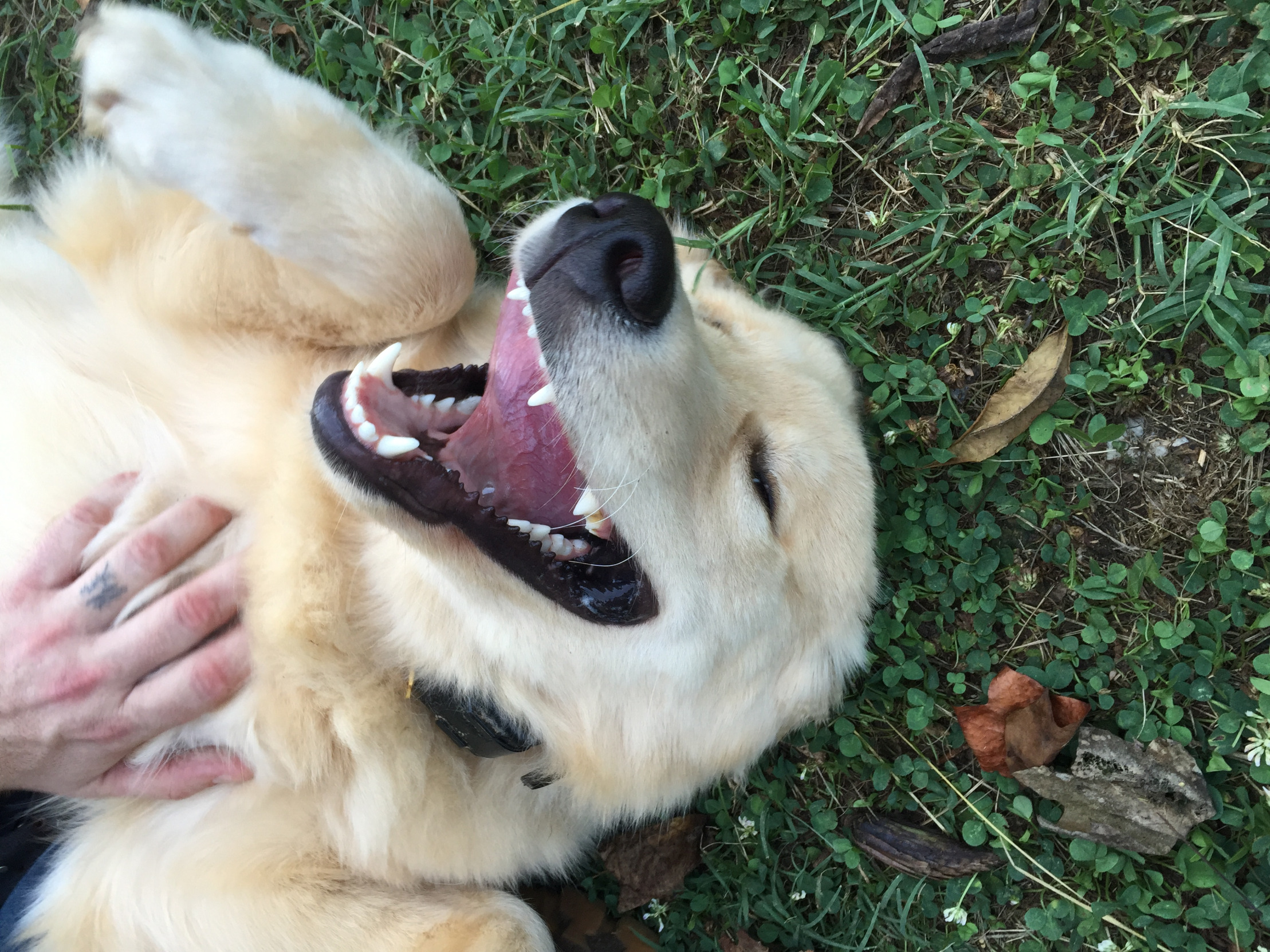 Happy Doggo Blank Meme Template