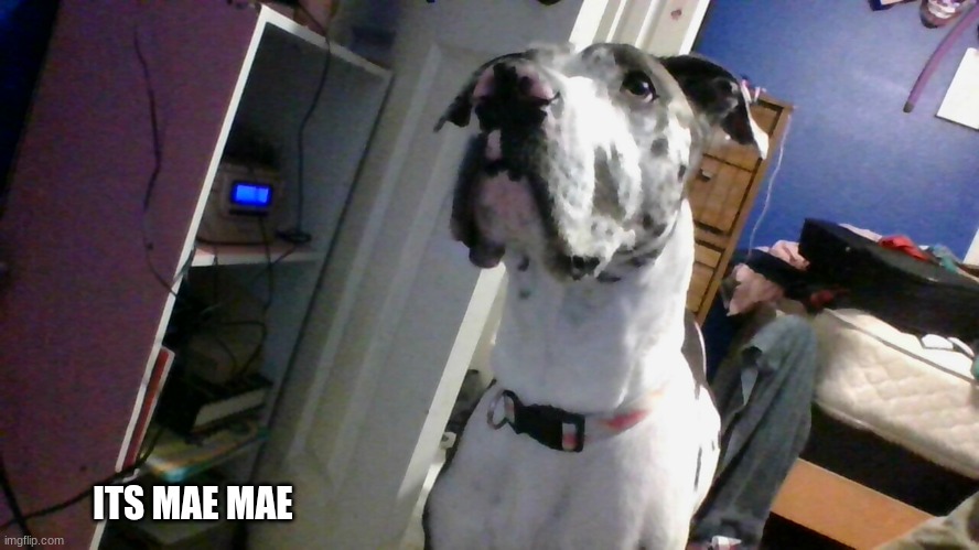ITS MAE MAE | made w/ Imgflip meme maker