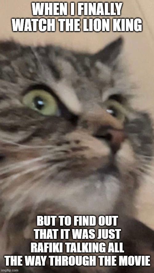 what happened in the lion king | WHEN I FINALLY WATCH THE LION KING; BUT TO FIND OUT THAT IT WAS JUST RAFIKI TALKING ALL THE WAY THROUGH THE MOVIE | image tagged in creepycat | made w/ Imgflip meme maker