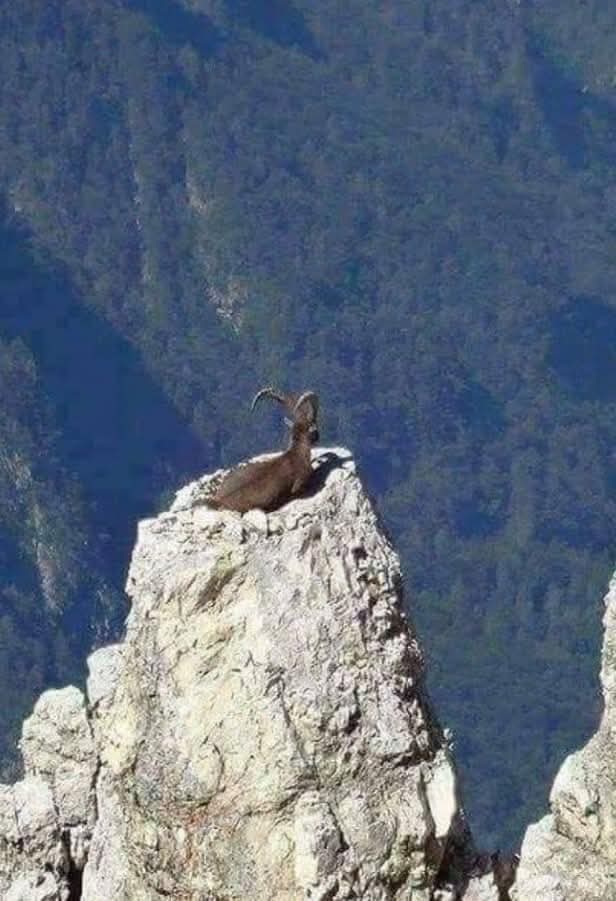 Goat leave me alone Blank Meme Template