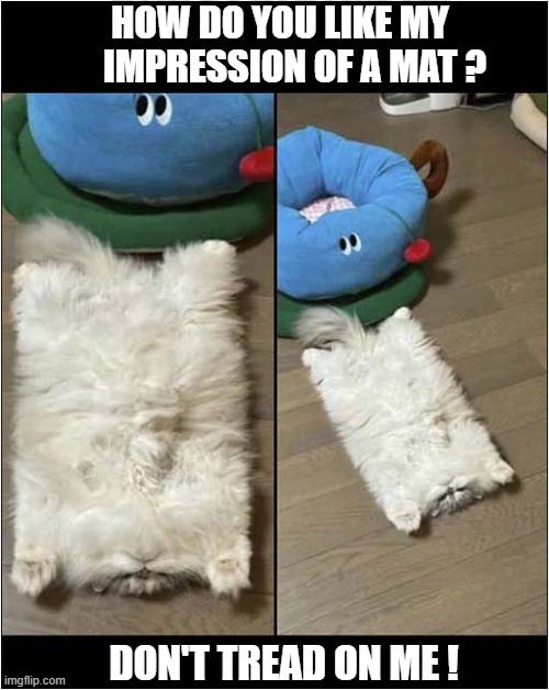 An Impressive Skill ! | HOW DO YOU LIKE MY
    IMPRESSION OF A MAT ? DON'T TREAD ON ME ! | image tagged in cats,impressive,impression,mat | made w/ Imgflip meme maker