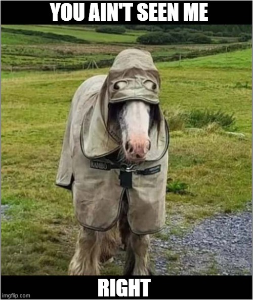 A Horse In Disguise ! | YOU AIN'T SEEN ME; RIGHT | image tagged in horses,disguise | made w/ Imgflip meme maker