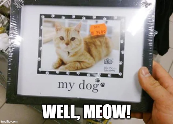 My Dog | WELL, MEOW! | image tagged in you had one job | made w/ Imgflip meme maker