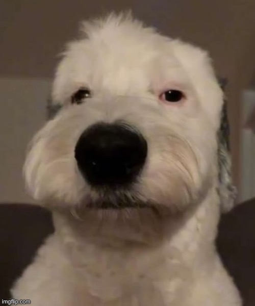 vro…… | image tagged in vro | made w/ Imgflip meme maker