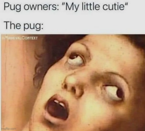 image tagged in memes,funny,funny memes,dogs,animals | made w/ Imgflip meme maker