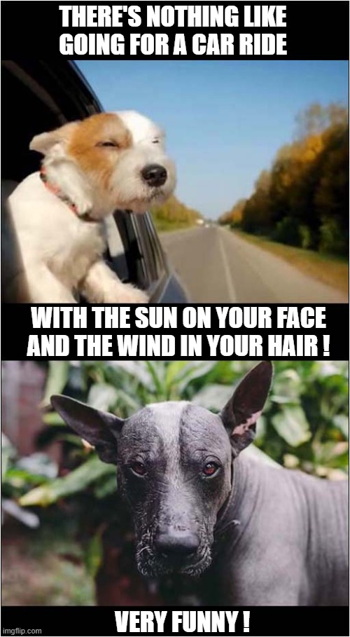 One Of Lifes Little Pleasures ! | THERE'S NOTHING LIKE
GOING FOR A CAR RIDE; WITH THE SUN ON YOUR FACE
AND THE WIND IN YOUR HAIR ! VERY FUNNY ! | image tagged in dog,car ride,sun,wind,hair,mexican hairless | made w/ Imgflip meme maker