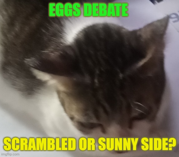 Ming mong | EGGS DEBATE; SCRAMBLED OR SUNNY SIDE? | image tagged in ming mong,funny memes | made w/ Imgflip meme maker