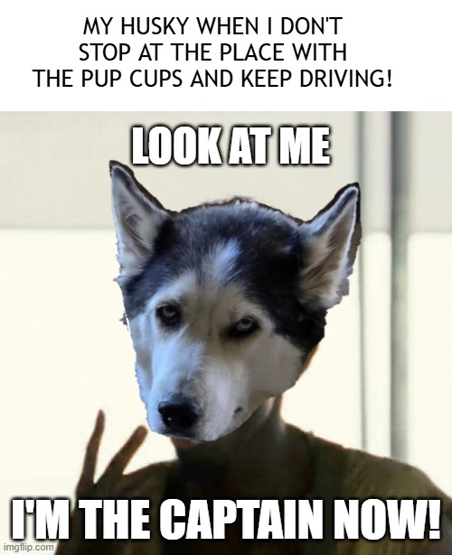husky captain | MY HUSKY WHEN I DON'T STOP AT THE PLACE WITH THE PUP CUPS AND KEEP DRIVING! LOOK AT ME; I'M THE CAPTAIN NOW! | image tagged in huskylife,pup cup,captain,funnydog | made w/ Imgflip meme maker