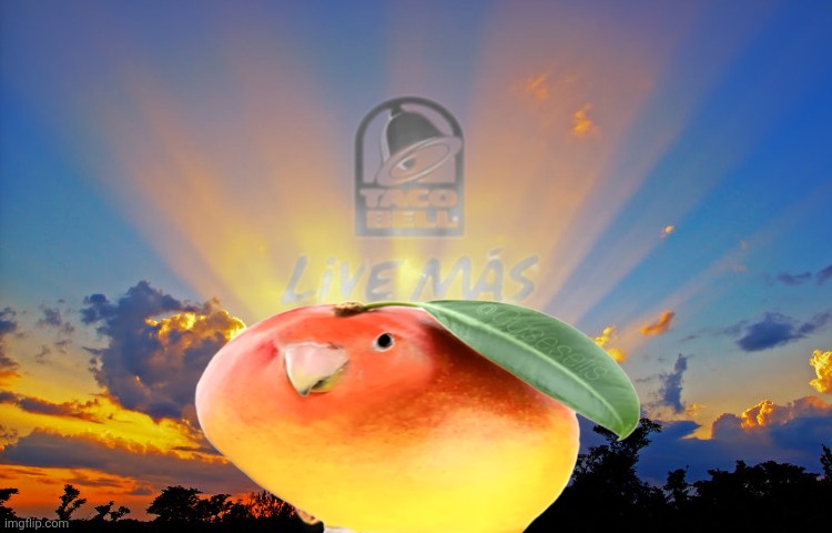 Divine Tacos | image tagged in divine tacos | made w/ Imgflip meme maker