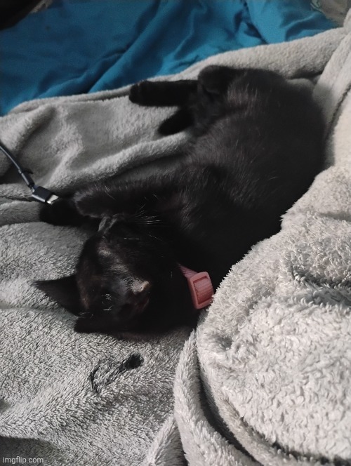 Cat jumpscare 7 | made w/ Imgflip meme maker