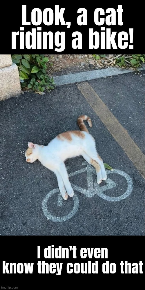 Superb! | Look, a cat riding a bike! I didn't even know they could do that | image tagged in memes,cats | made w/ Imgflip meme maker