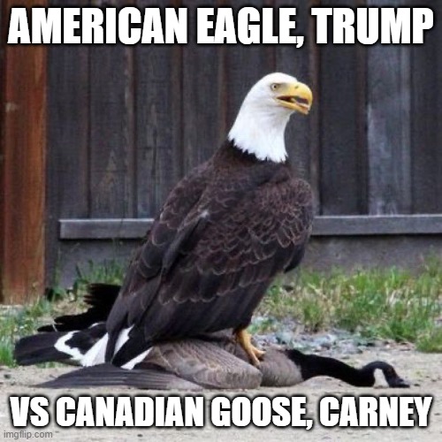 Eagle vs Goose | AMERICAN EAGLE, TRUMP; VS CANADIAN GOOSE, CARNEY | image tagged in eagle vs goose | made w/ Imgflip meme maker