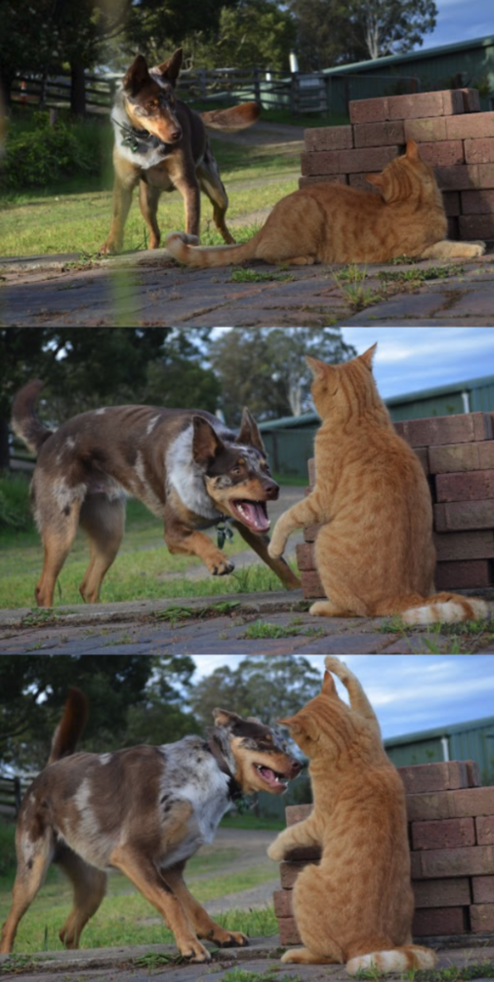Dog playing with cat Blank Meme Template