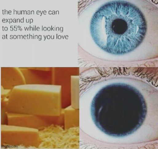 cheese | image tagged in eye pupil expand,cheese and dogs are my favorite things | made w/ Imgflip meme maker