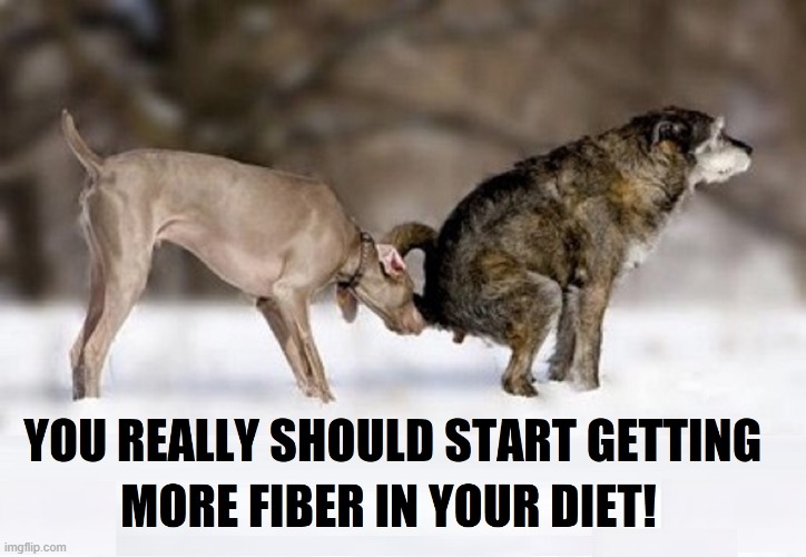 "Fiber makes me sad." —Groucho Barks | image tagged in vince vance,fiber,dogs,poop,diet,funny animal meme | made w/ Imgflip meme maker