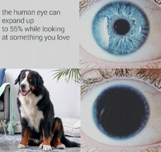 I literally took multiple tests to see what dog was meant for me and I got Bernese dog everytime | image tagged in eye pupil expand,i love the bernese mountain dog to the point it hurts,i have a dog obsession,i love big fluffy dogs,dog lover | made w/ Imgflip meme maker