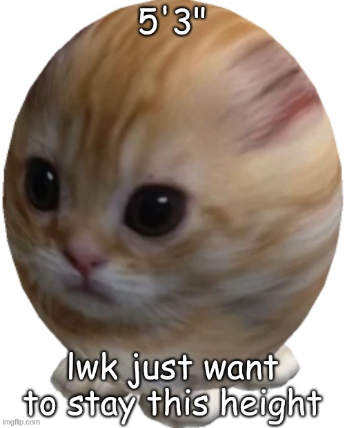 egg gatito | 5'3"; lwk just want to stay this height | image tagged in egg gatito | made w/ Imgflip meme maker