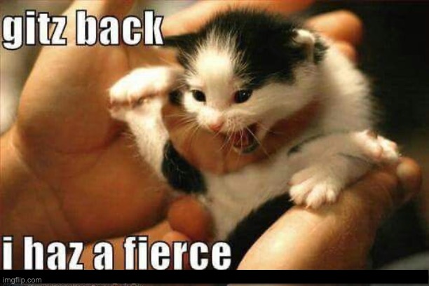 Fierce Kitten | image tagged in funny cats,cats,kittens,cute kittens,terror,scary kitten | made w/ Imgflip meme maker